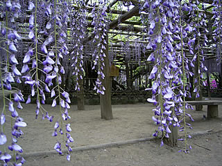 2004年　藤の花房